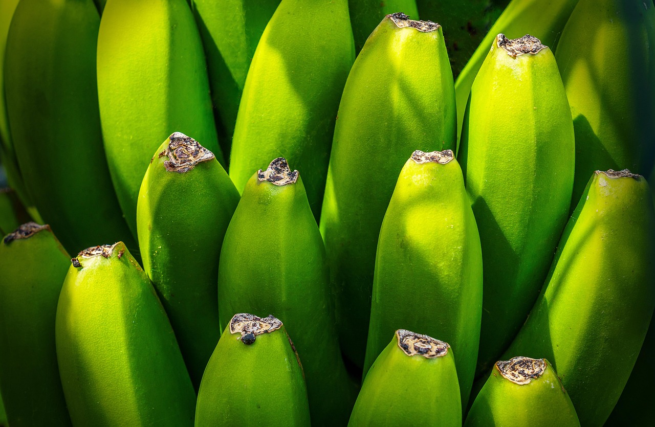 Banana tree, fruit, nourishment — Individual Medical Health Insurance Rates - Steps for the greatest Rates