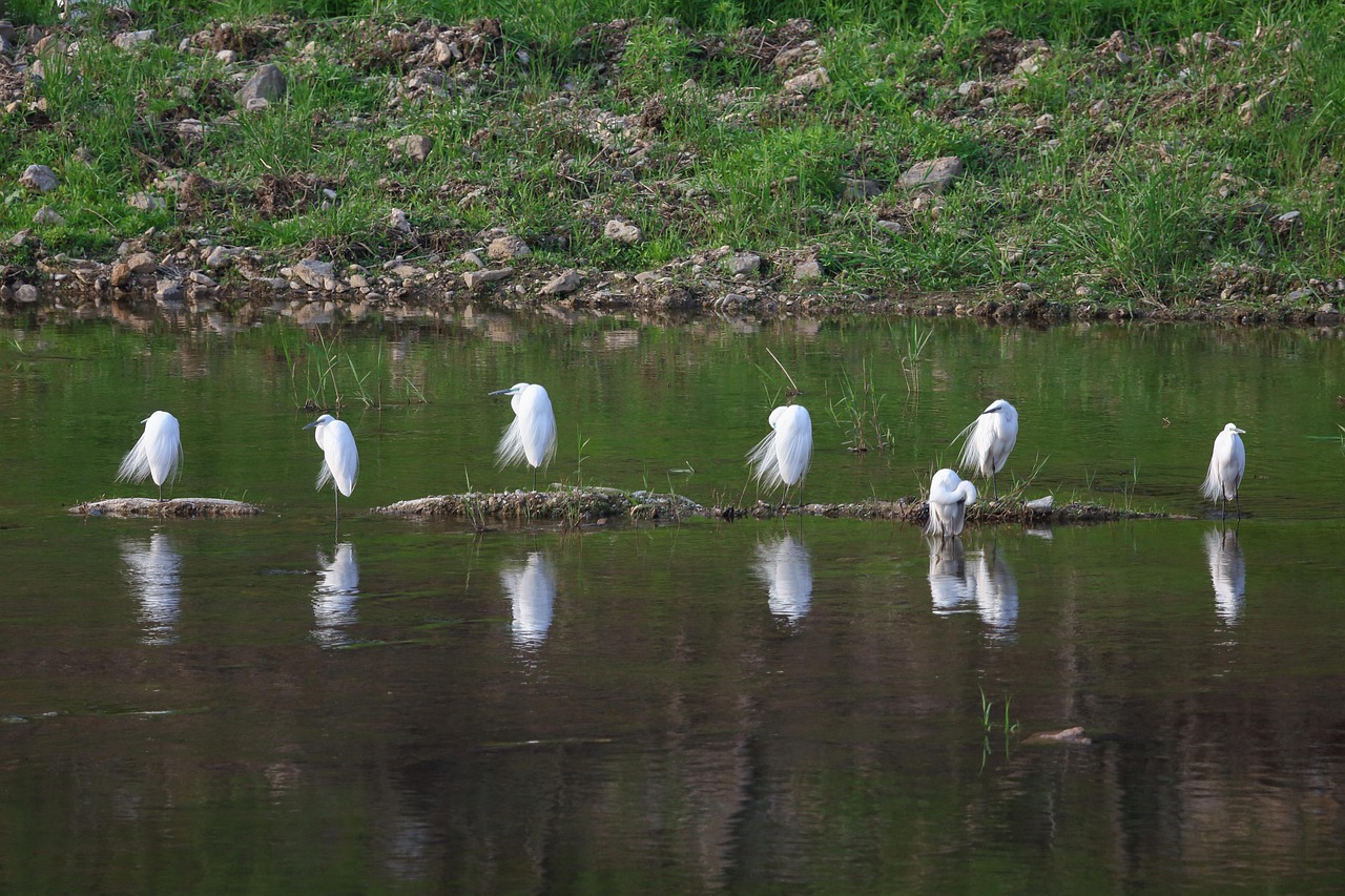 Common heron, stream, break — Planning to Buy Counterfeit Watches: Take These Considerations into Account