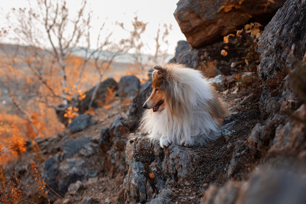 Mountainside, dog, pet — Should I Trim My Golden Retriever's Beard?
