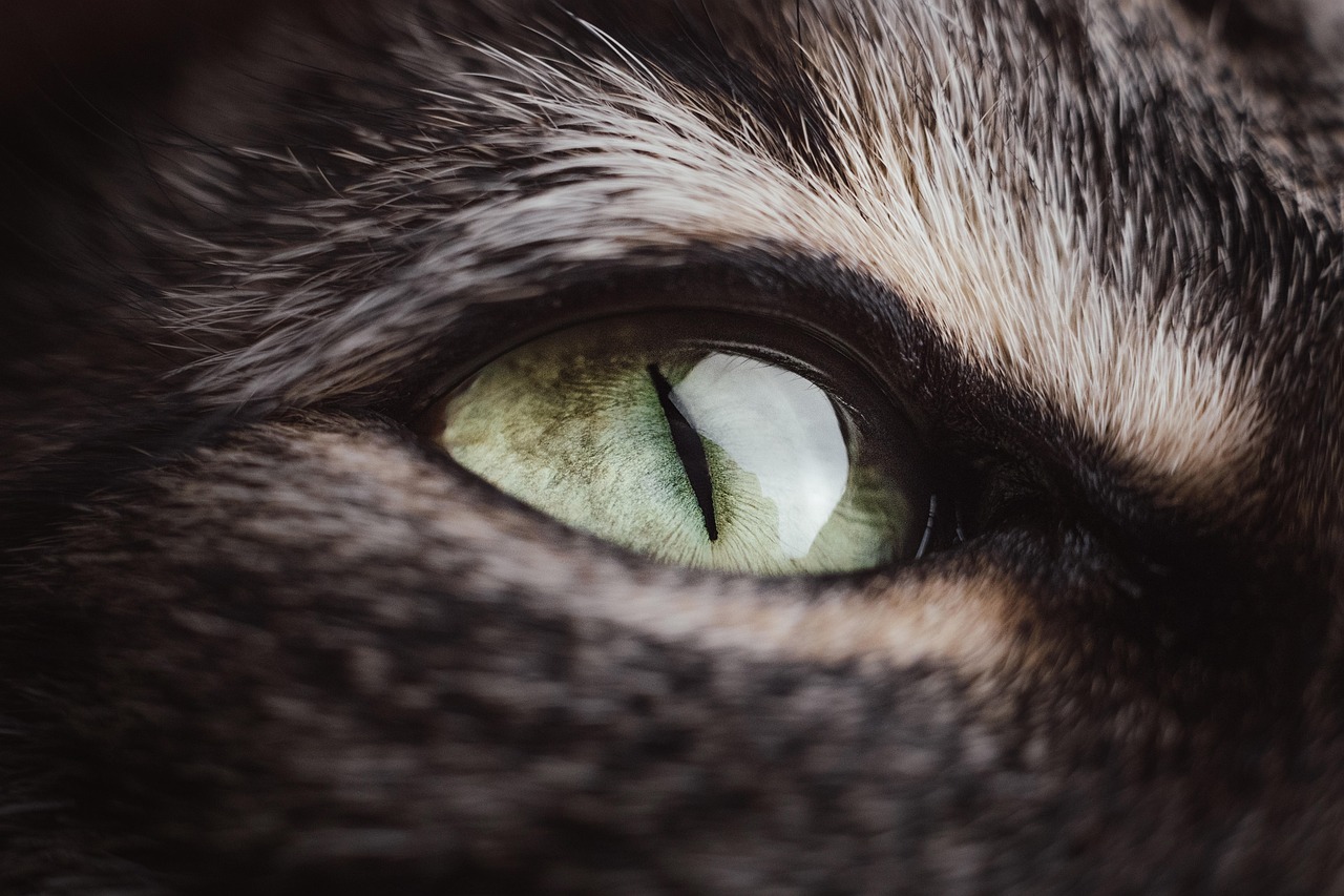 Cat, nature, animal — The Impact of Social Media Attention on Puppies
