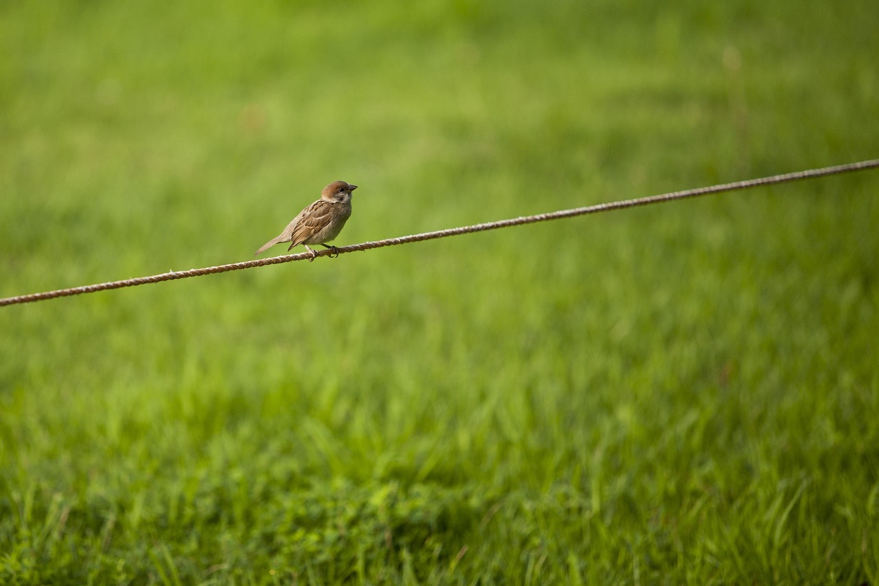 Sparrow, grass, break — What Features Does a Towing Vehicle Have?