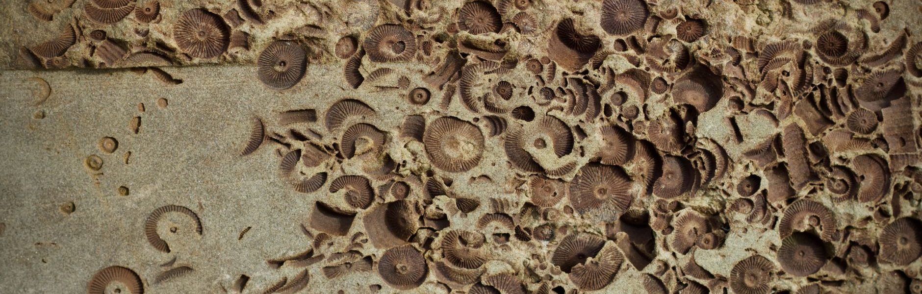 hexagonal tunnel fossils