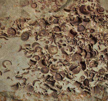 hexagonal tunnel fossils