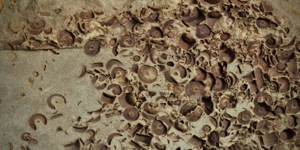 hexagonal tunnel fossils
