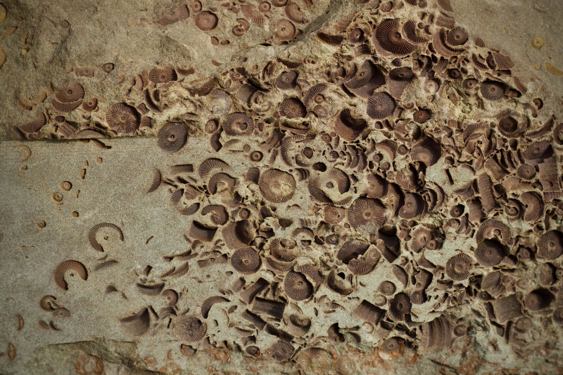 hexagonal tunnel fossils